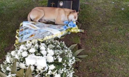 This is the heart-wrenching moment a dog lay down over the grave of its precious owner who had recently passed