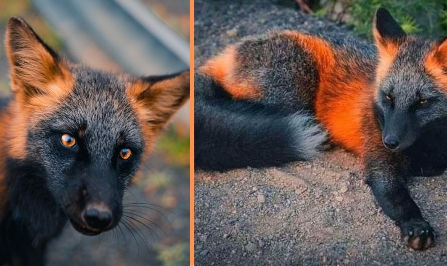 Throughout two months, photographer Sam Gaby gained the trust of a unique looking fox in New found land