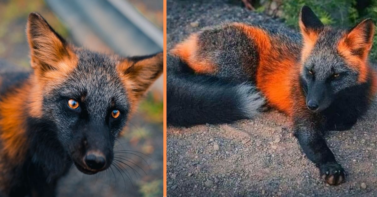 Both have actually built a connection that allowed the photographer to capture the wild creature's stunning photographs in its all natural habitat.