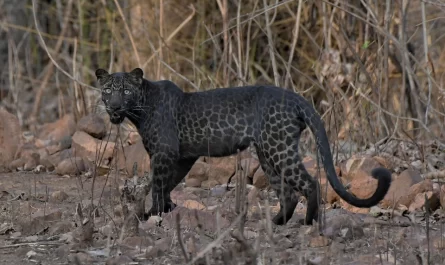 ULTRA RARE Black Leopard Found In Indian Nature Reserve