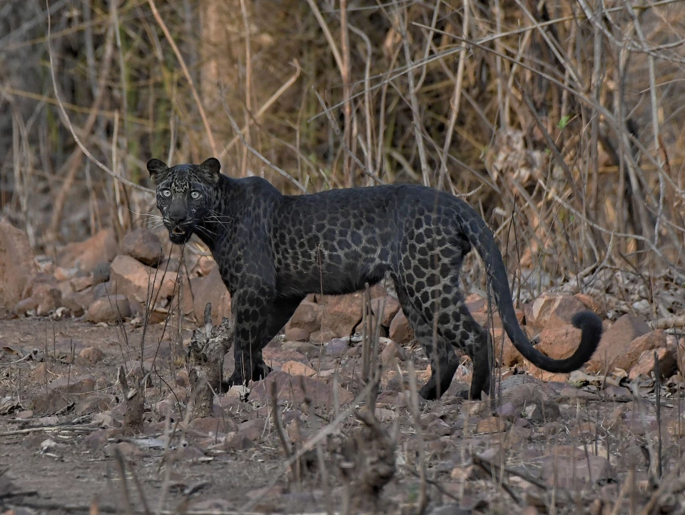 ULTRA RARE Black Leopard Found In Indian Nature Reserve
