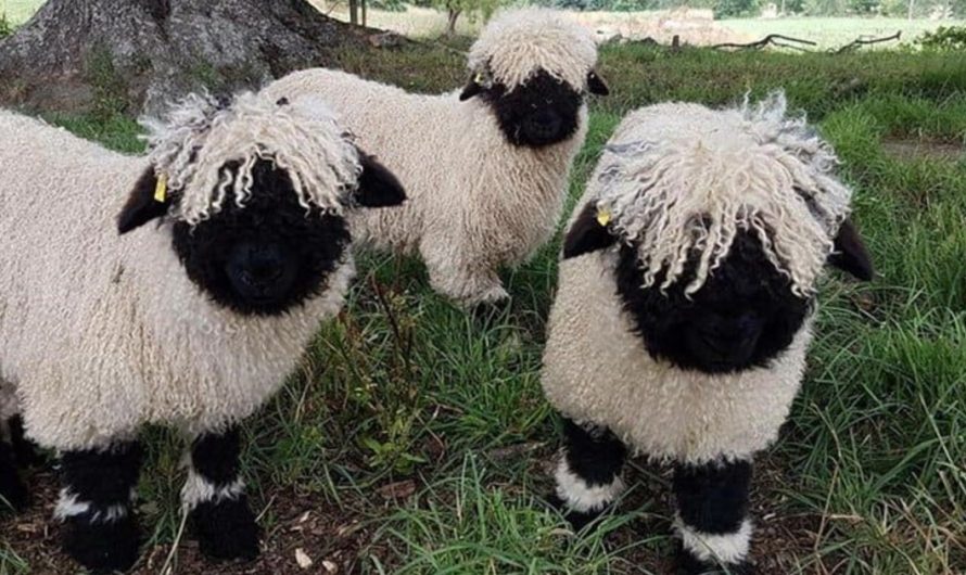 Meet The Valais Blacknose Sheep – The Worlds Cutest Sheep Appear Like Stuffed Pets (14 Pictures).