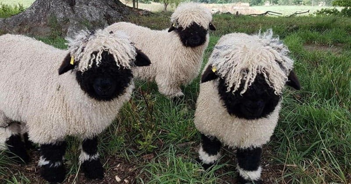 Meet The Valais Black nose Sheep - The Worlds Cutest Sheep Appear Like Stuffed Pets (14 Pictures).