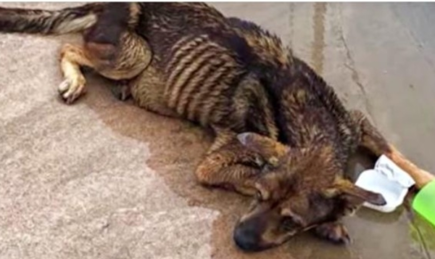 Unwanted Blind Dog Left In Lot During Storm Tried To Raise Her Head As Cars Pass