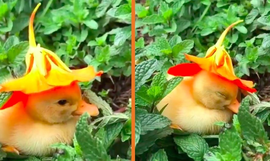 Video Of A Cute Baby Duckling Fall Asleep With Flower On Her Head