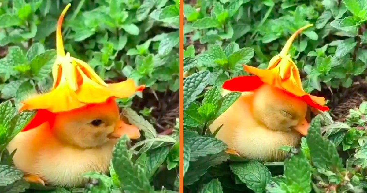 Video Of A Cute Baby Duckling Fall Asleep With Flower On Her Head