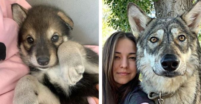 Wolf abandoned by its mom grows up with human family, acts like a dog