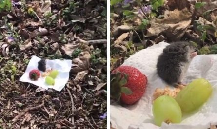 Woman Meets A Mouse And Invites Him To A Tiny Picnic