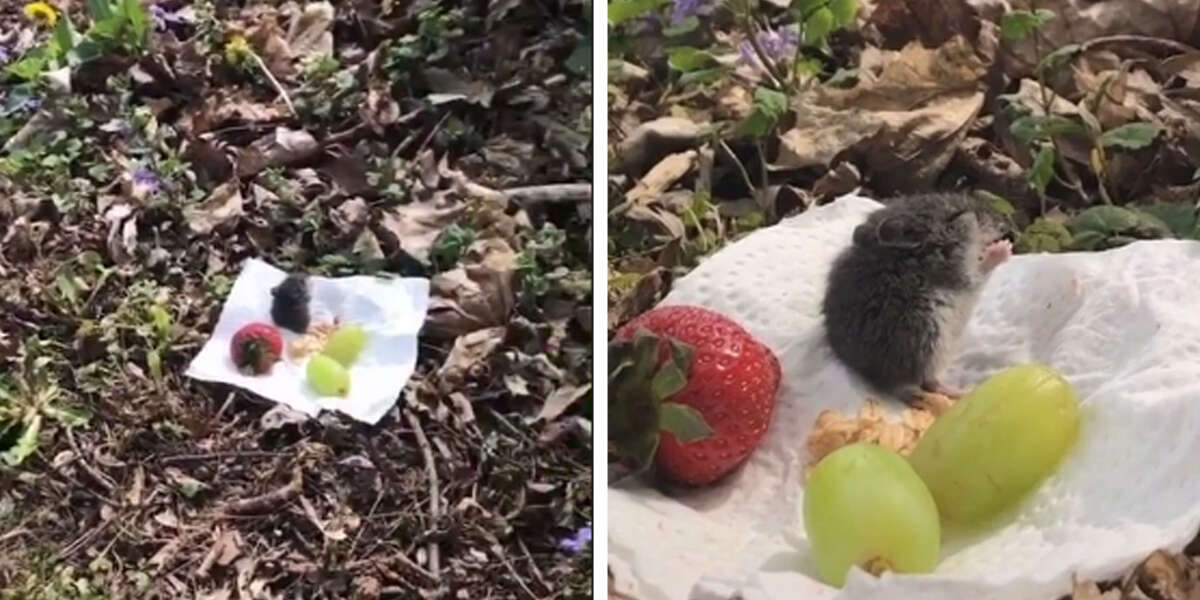 Woman Meets A Mouse And Invites Him To A Tiny Picnic