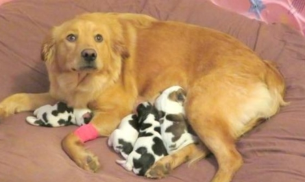 Workers Locate Dumped Golden Retriever, As She Gives Birth To Cow Babies