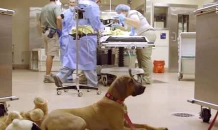 Worried Dog Waits Patiently As His Zoo Friend Undergoes Surgical Treatment