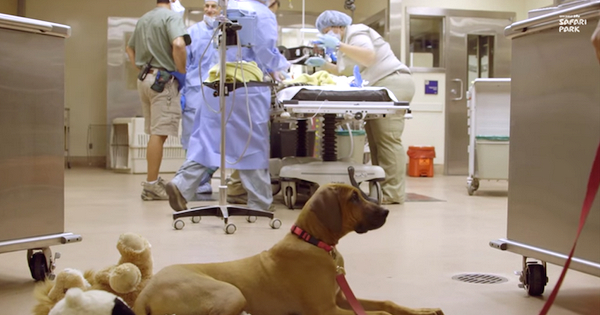 Worried Dog Waits Patiently As His Zoo Friend Undergoes Surgical Treatment