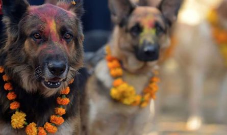 Yearly Festival In Nepal Honors Dogs For Their Loyalty And Friendship