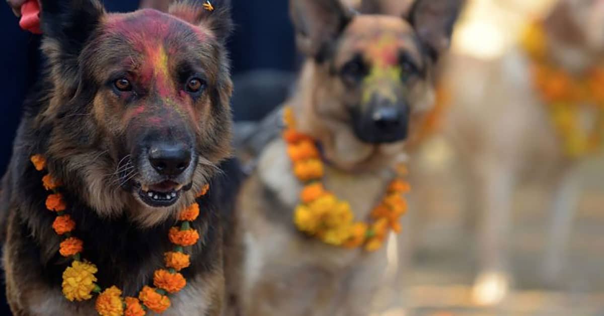 Yearly Festival In Nepal Honors Dogs For Their Loyalty And Friendship