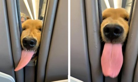 Young Puppy Gets Bored On The Plane And Decides To Entertain The Passengers