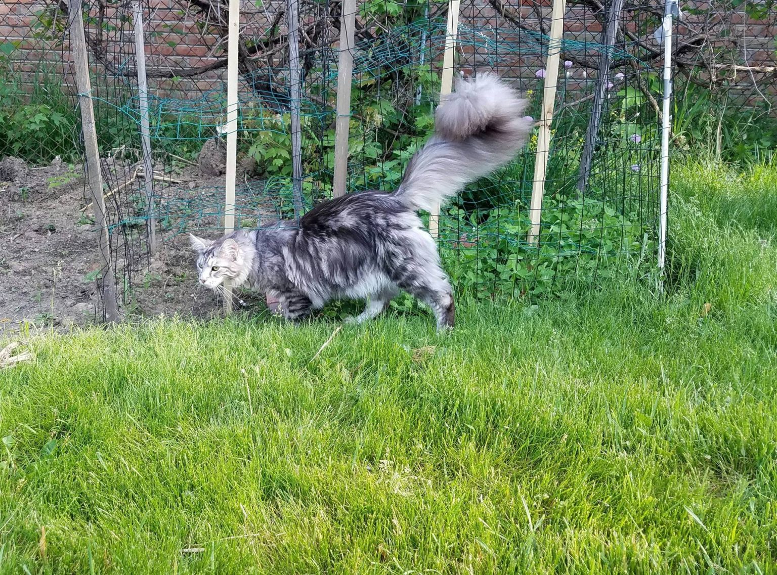 Meet Cygnus The Cat With The World s Longest Most Luscious Tail cats-with-long-tails-cute-cat-wallpaper-cat-feline-cats