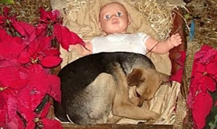 Stray Pup Takes Refuge In Nativity Scene To Keep Warm And Comfortable During Cold Nights