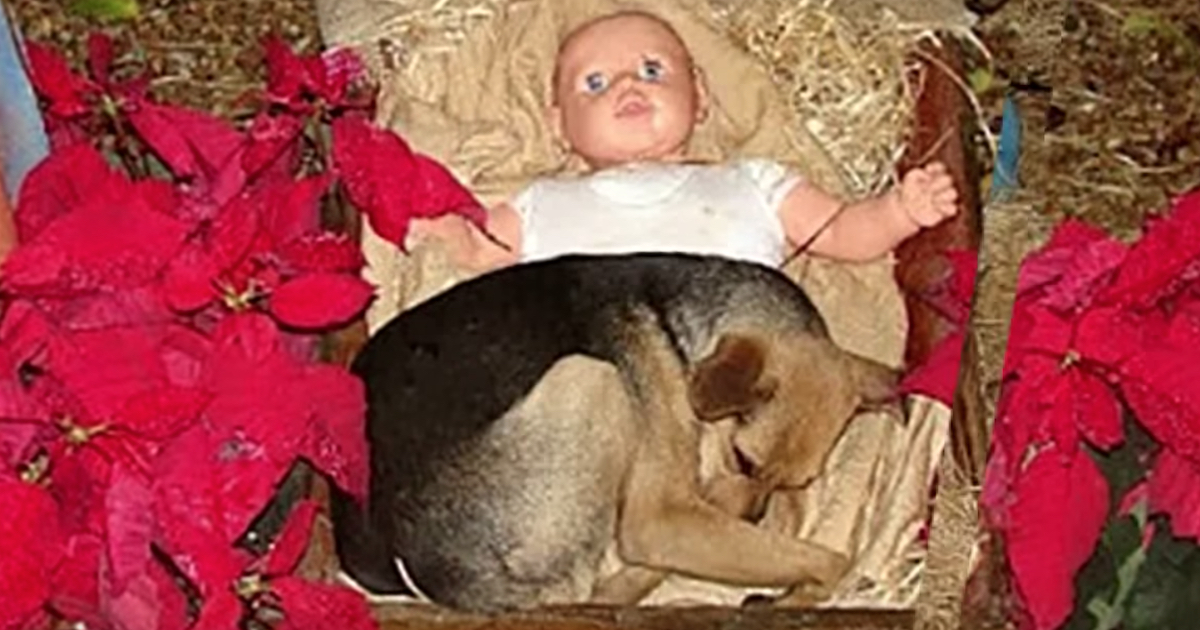 Stray Pup Takes Refuge In Nativity Scene To Keep Warm And Comfortable During Cold Nights