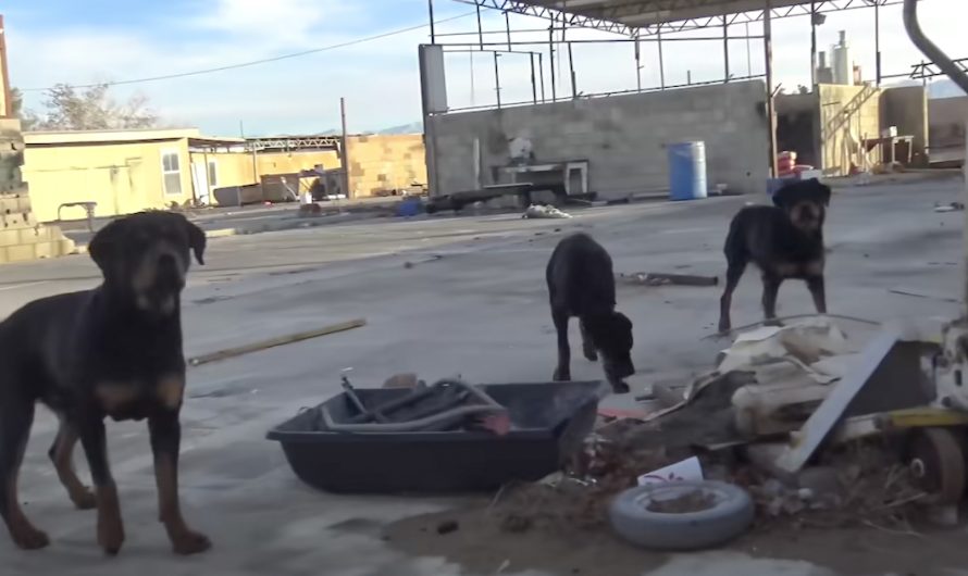 3 Abandoned Rottweilers Just Had A Nearly-Empty Pool To Drink Out Of