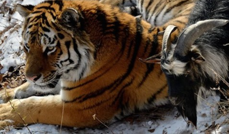 A Live Goat Was Given To A Tiger As Food However Both Became Best Friends Instead