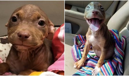 A Pit Bull That Can Not Quit Waving Her Tail After Finally Finding A Forever Home