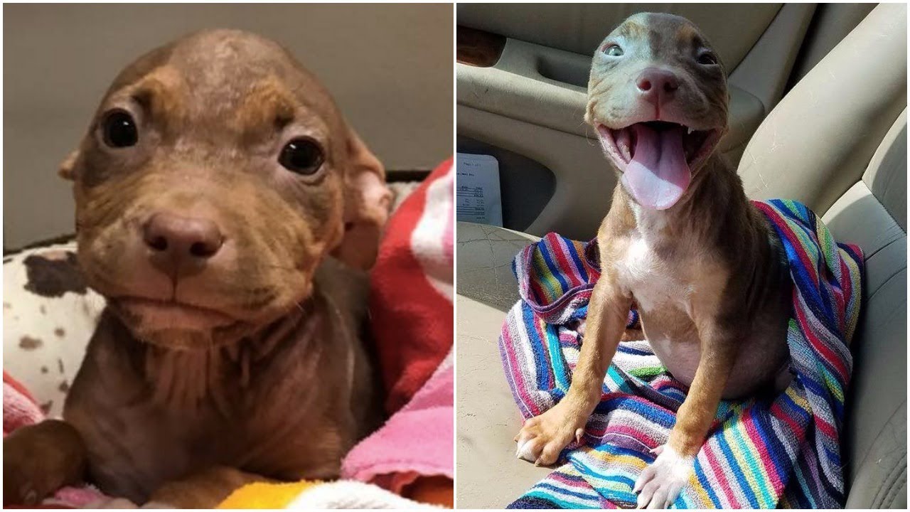 A Pit Bull That Can Not Quit Waving Her Tail After Finally Finding A Forever Home