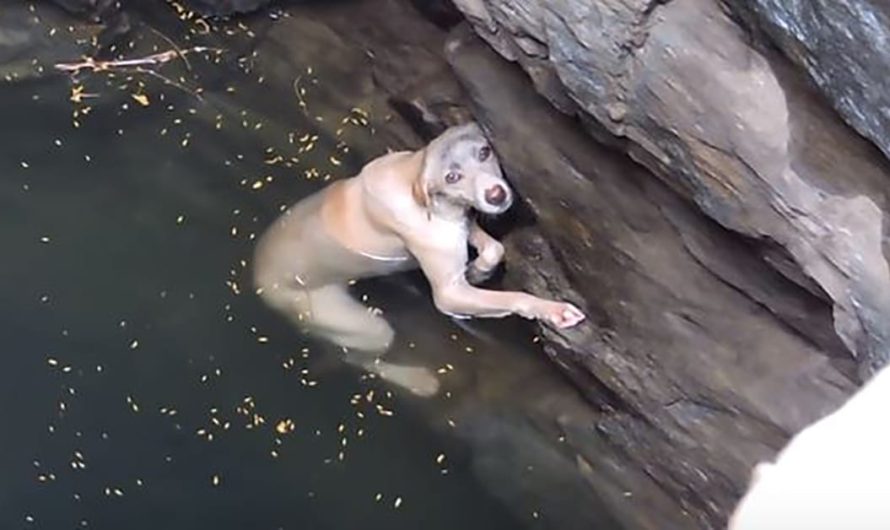A Sinking Dog’s Hopeless Wish Comes True