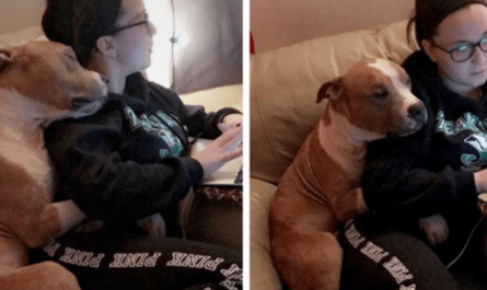 A Woman Adopted A Pit Bull, And Their First Photo Took Over The Internet
