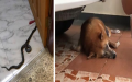 A brave dog protects his family from toxic snake that got in the house