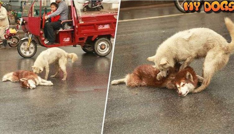 A faithful and real friend A husky rejects to leave his friend's side that was hit by a vehicle
