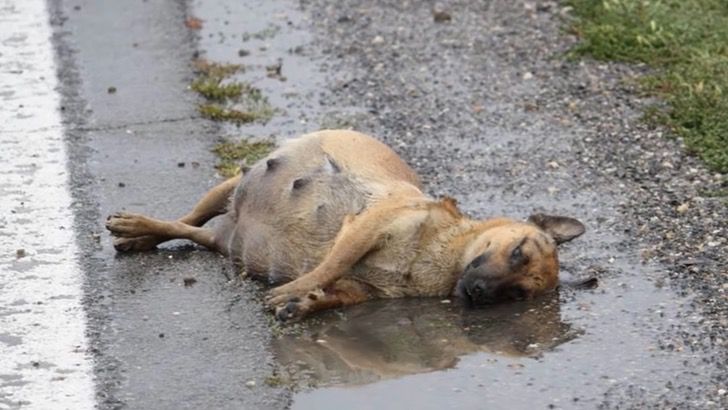 A fallen and faded dog was pregnant and sick, fighting for her life with no help from people