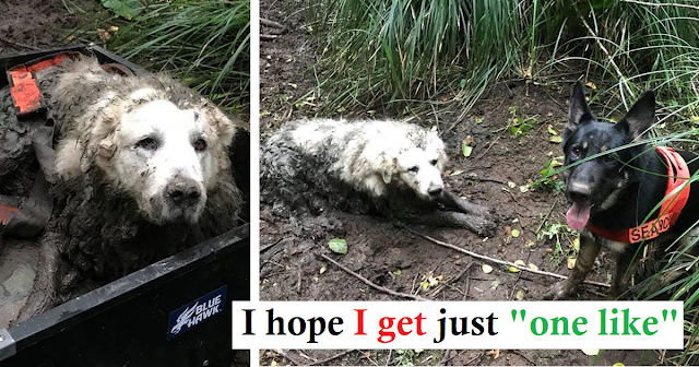 A hero dog, A rescue dog Saved the life of the missing family dog for already 40 hrs stuck in the thick mud
