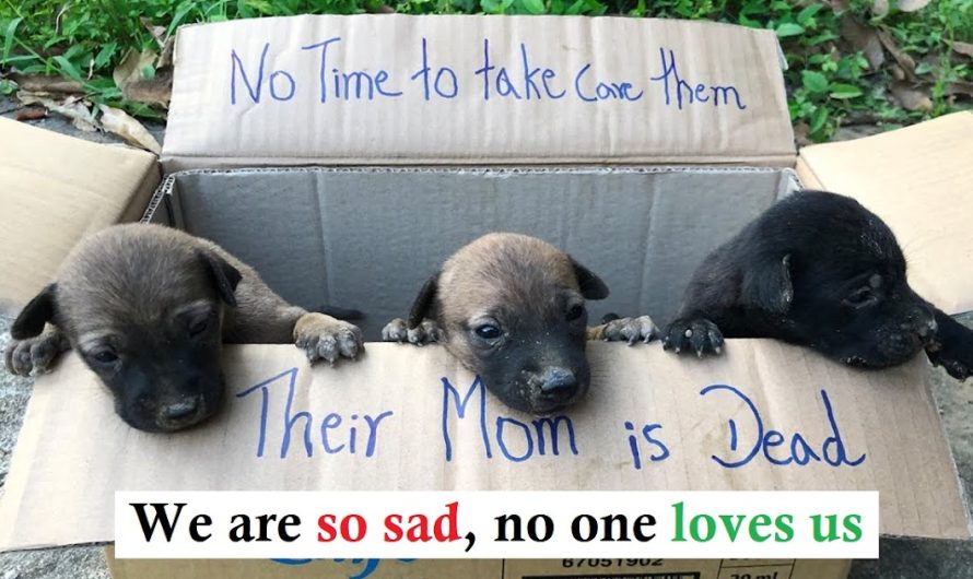 A kind hearted kid saved the 3 pups left outdoors in the box