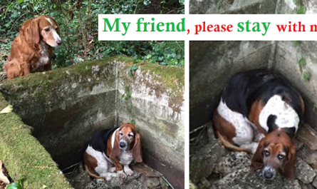 A loyal dog guarded for his close friend dog for a week who fell into a tank