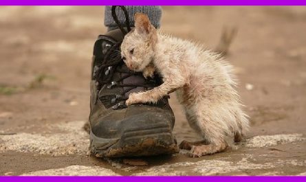 A poor cat clinging onto a boot in the street was ignored by people, fortunately just a man can rescue him and give a second chance to live