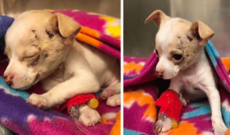 A stray Chihuahua pup drops from the sky and struggles for survival.