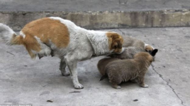 A two legged straying mother looks after her homeless family
