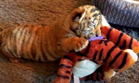 Abused Tiger Cub On The Verge Of Death Hangs On To His Stuffed Toy For Comfort
