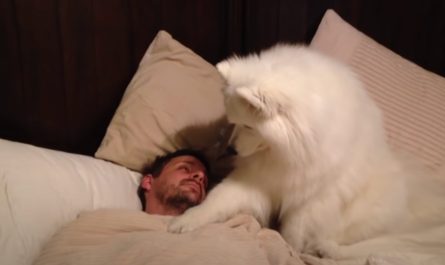 Adorable Samoyed wakes up her father in one of the most gentle way