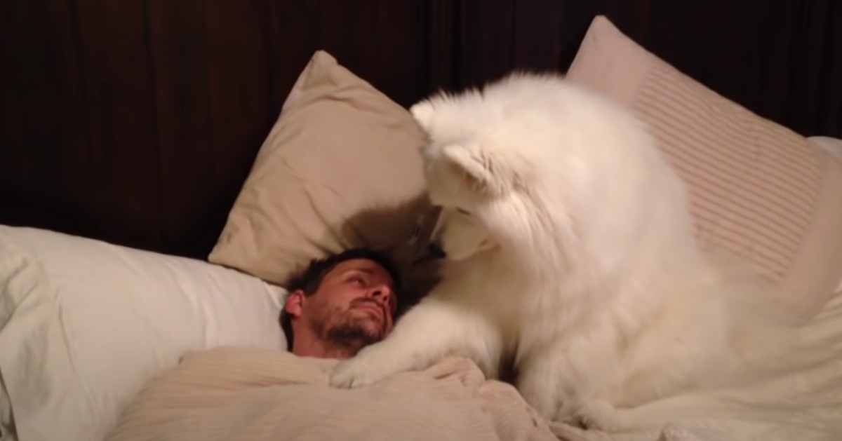 Adorable Samoyed wakes up her father in one of the most gentle way