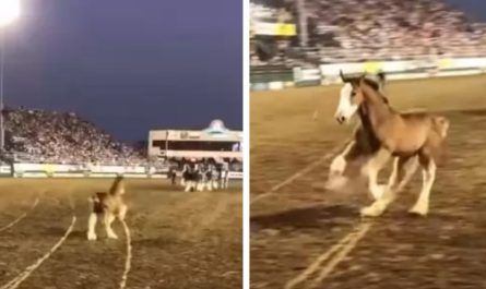 Adorable baby Clydesdale spots mother throughout performance and steals the show