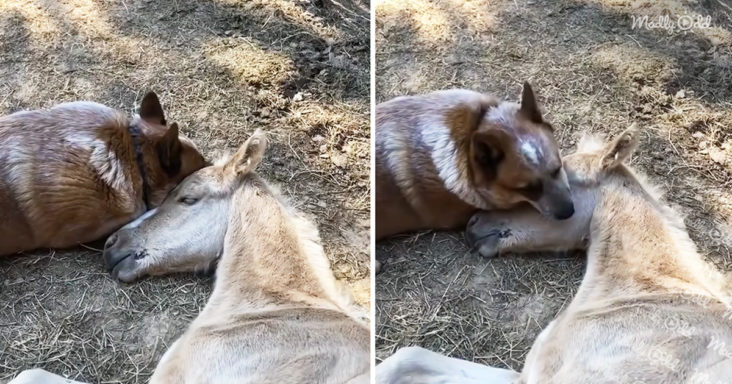 Adorable dog looks after an orphaned Horse