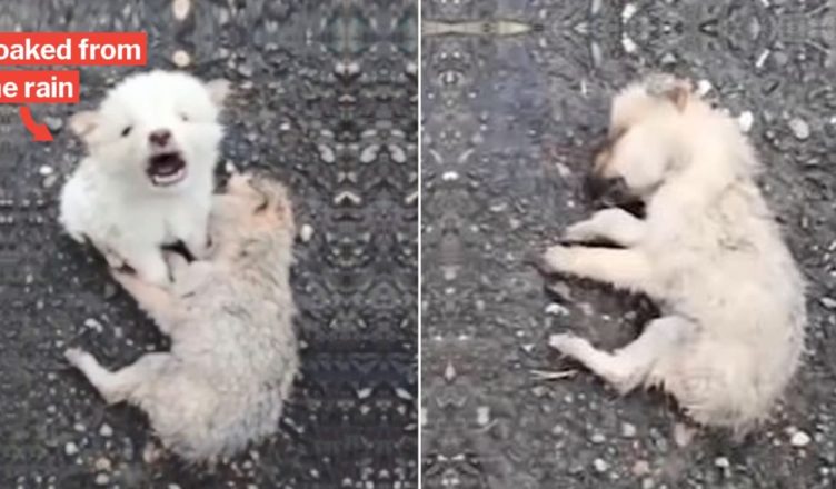 An unsheltered dog rejects to leave his friend dog that was sadly lying dead in the rainfall