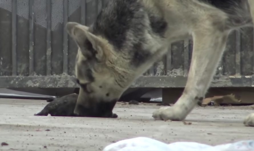 As The Stray Attempted Reviving Her Baby, They Closed In To Intervene