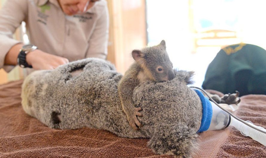 Baby Koala Hugs Its Unconscious Mom Throughout Life-Saving Surgical Procedure