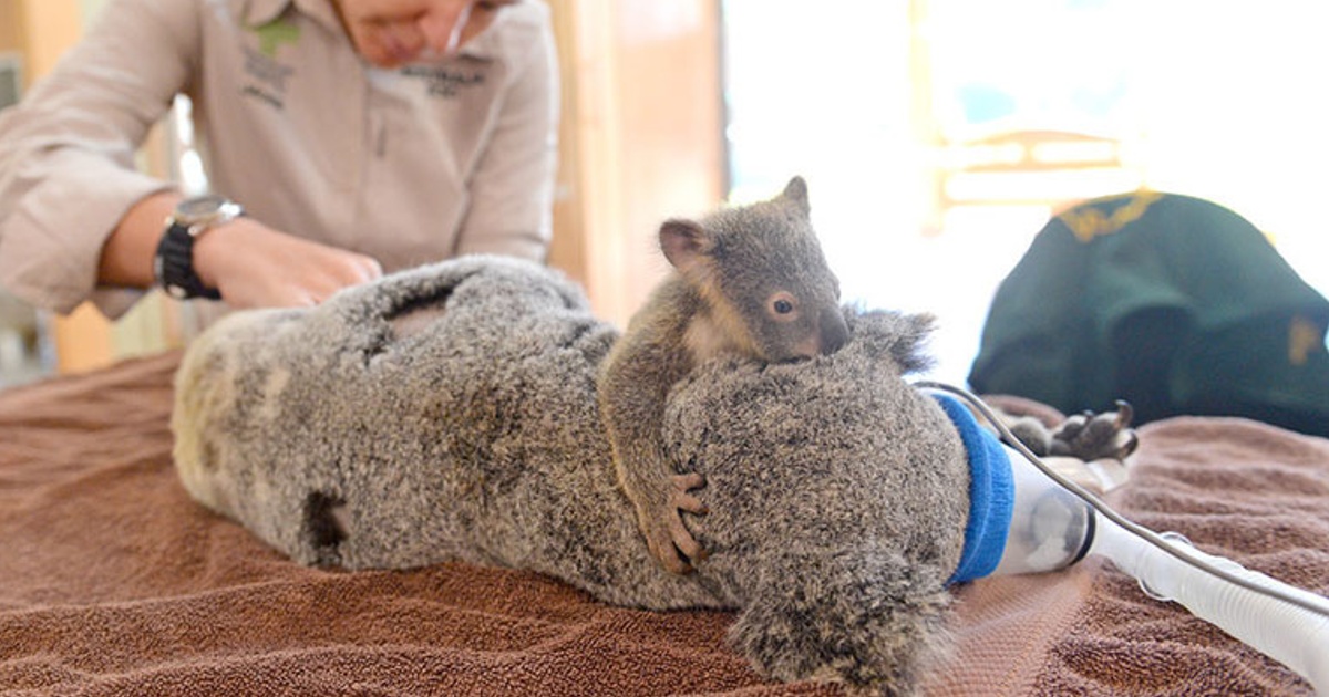 Baby Koala Hugs Its Unconscious Mom Throughout Life-Saving Surgical Procedure