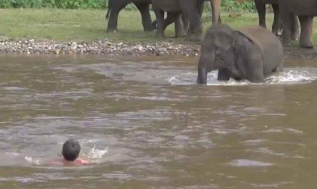 Baby elephant hurries to rescue guy from ' sinking ' wins over the internet