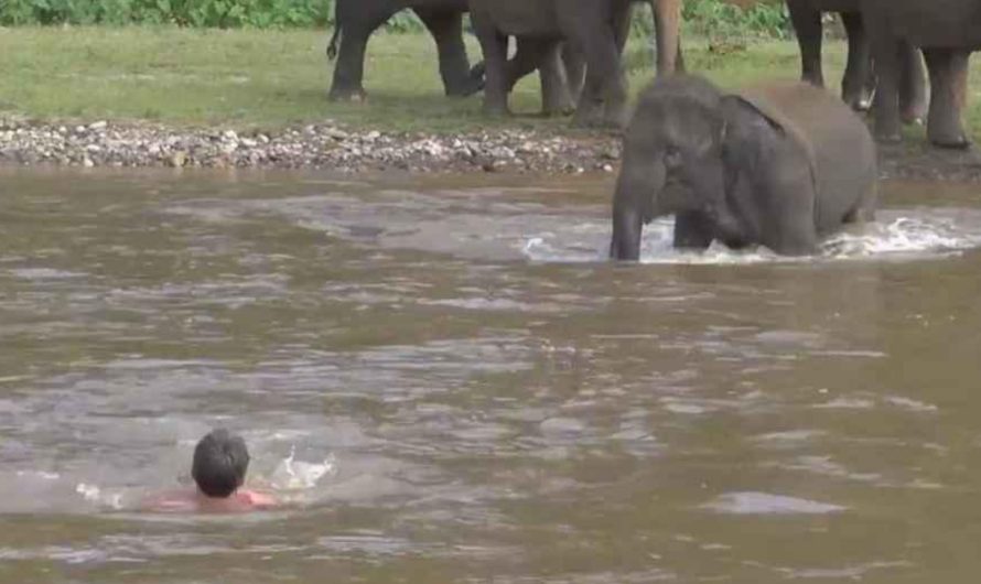 Baby elephant hurries to rescue guy from ‘ sinking ‘- wins over the internet