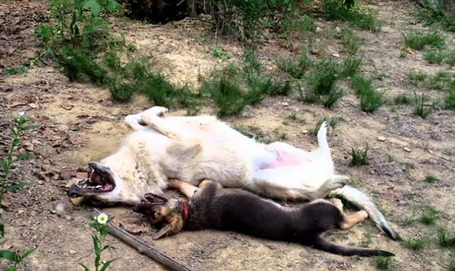 Big Wolf Hybrid And Tiny German Shepherd Puppy Are The Prettiest Playmates