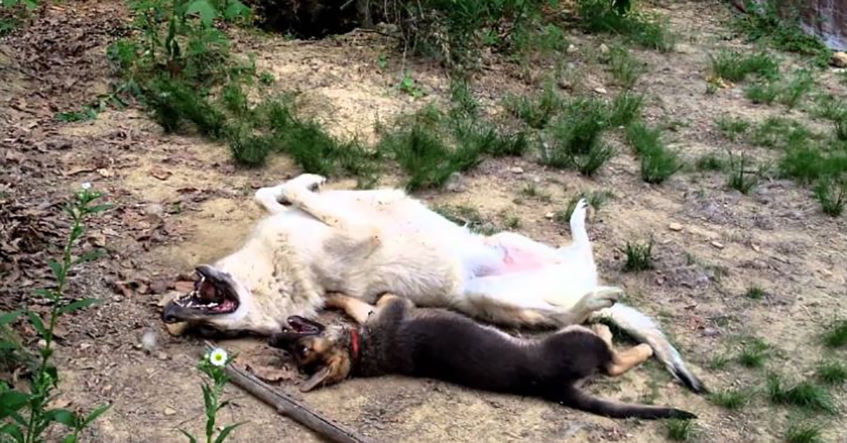 Big Wolf Hybrid And Tiny German Shepherd Puppy Are The Prettiest Playmates